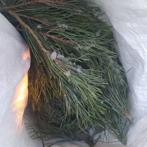 HERBATA Z IGIEŁ SOSNY