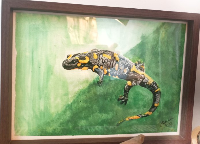 Obrazek A4 – Realistyczna Salamandra Plamista | Akwarela w Ramce