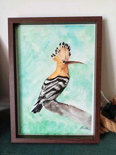 Obraz akwarela – Dudek (A4) w drewnianej ramce