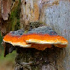 Ostryga 24